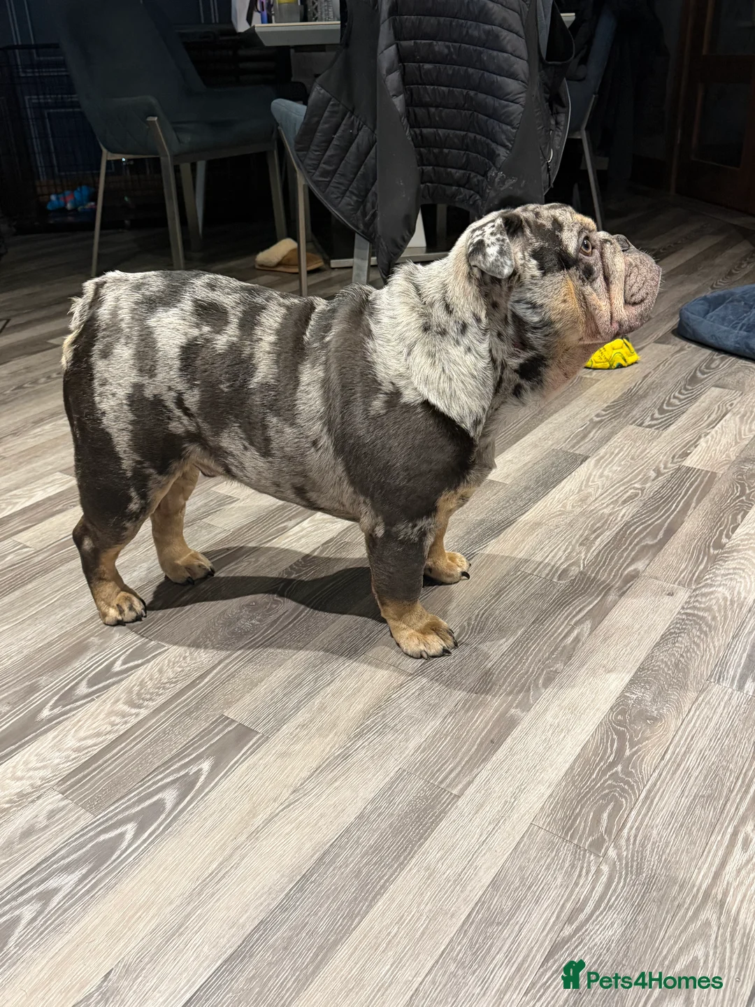 English Bulldog dogs for sale: Beautifull male merle english bulldog for rehome - Advert 17