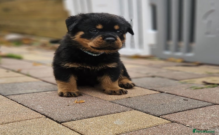 Rottweiler dogs - Advert 1