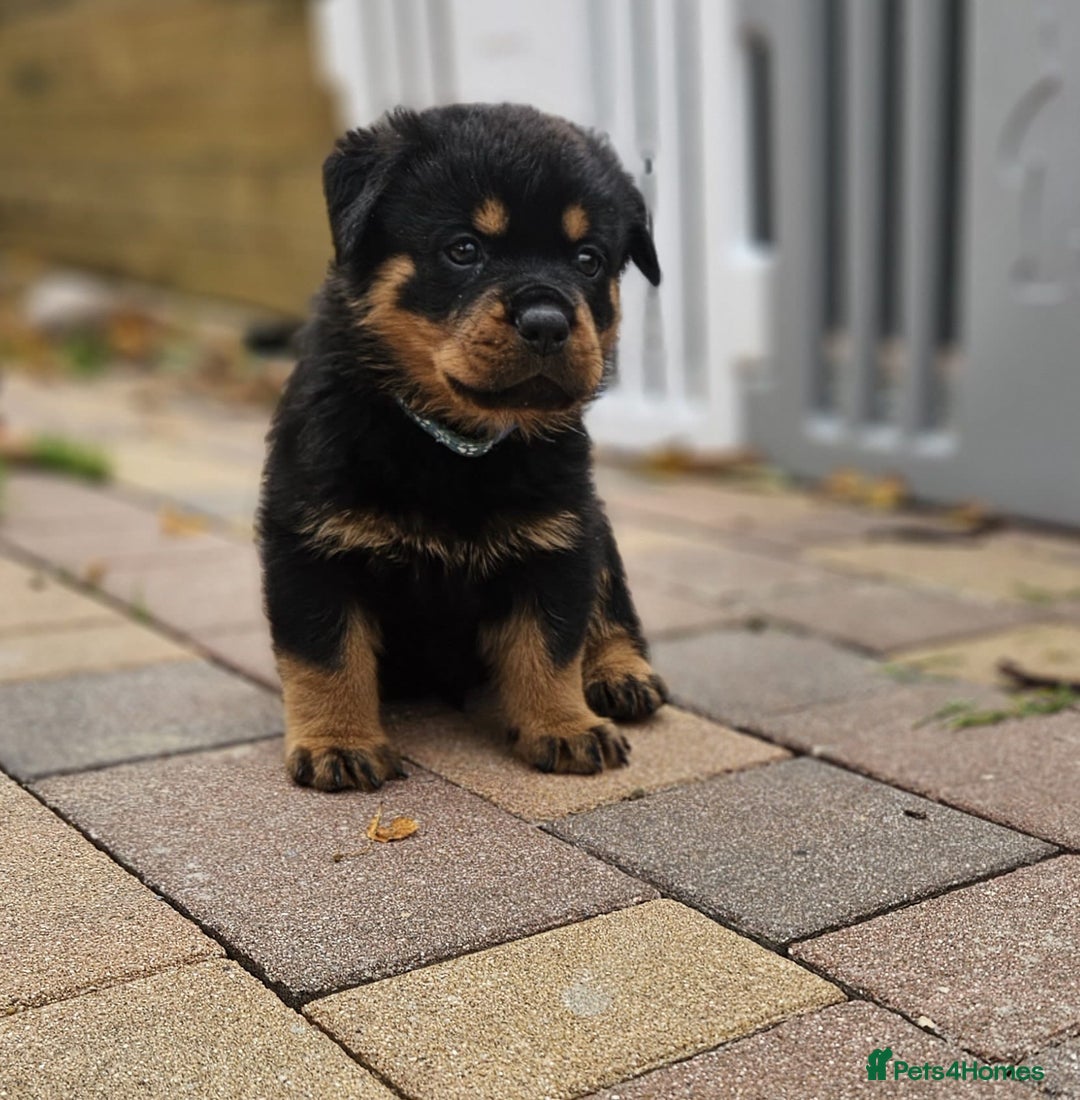 Rottweiler dogs for sale: Beautiful rottweiler puppies - Image 1