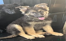 German Shepherd dogs for sale: German shepherd pups silver sable black/tan black  - Image 20