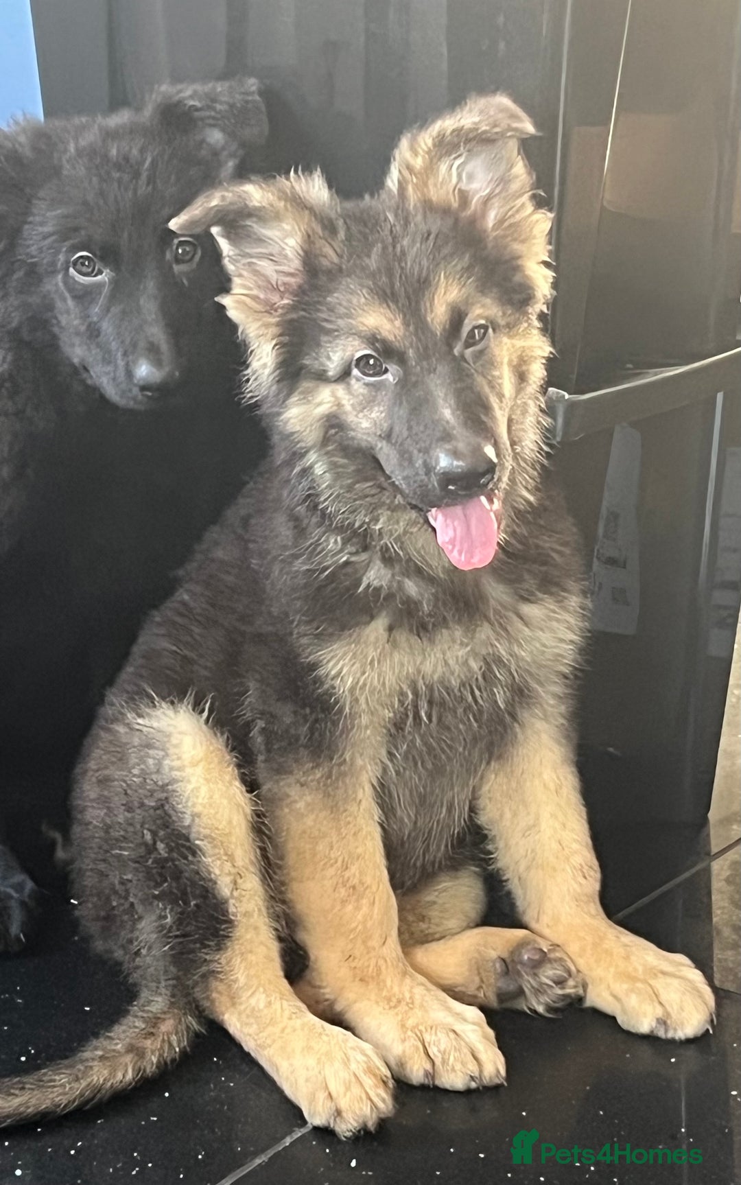 German Shepherd dogs for sale: German shepherd pups silver sable black/tan black  - Image 20