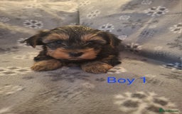 Yorkshire Terrier dogs for sale: Miniature Yorkshire Terrier pups - Image 1