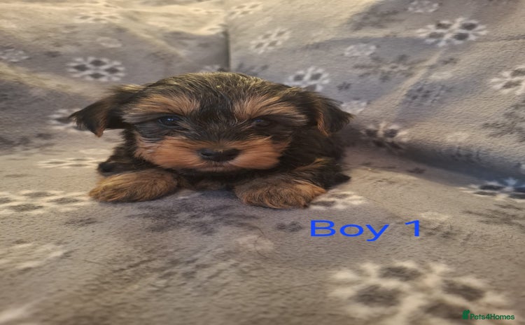 Yorkshire Terrier dogs - Advert 2