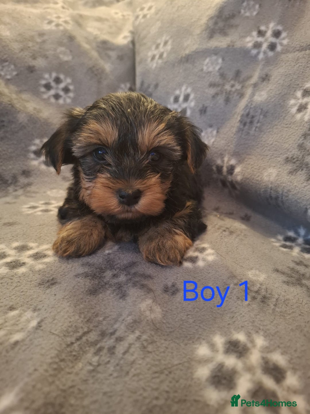 Yorkshire Terrier dogs for sale: Miniature Yorkshire Terrier pups - Image 1