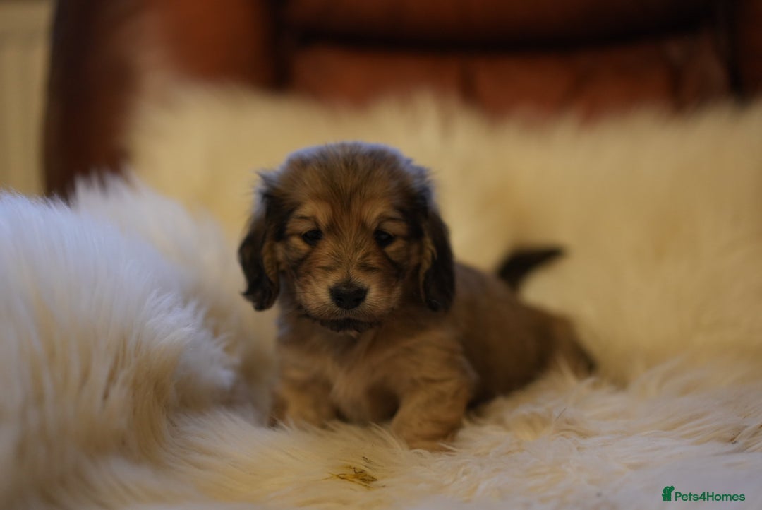 Miniature Dachshund dogs for sale: Beautiful cream miniature longs  - Advert 2