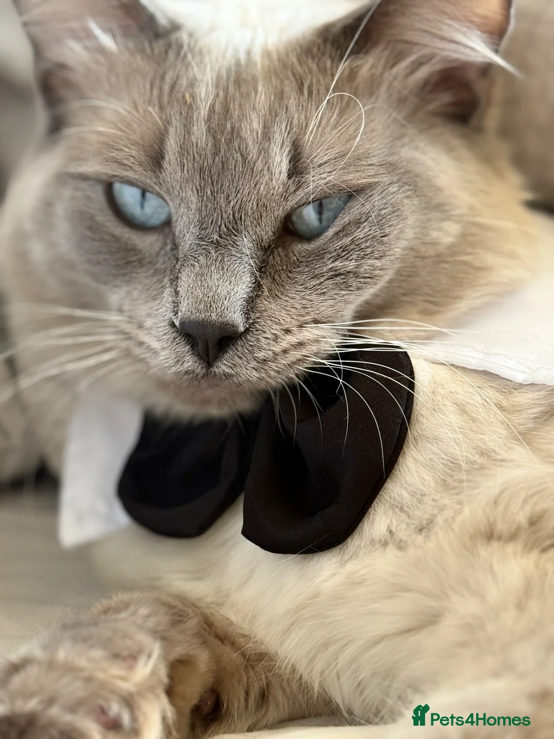 Ragdoll cats for stud: Big boy looking for a queen Ozzy - Advert 5