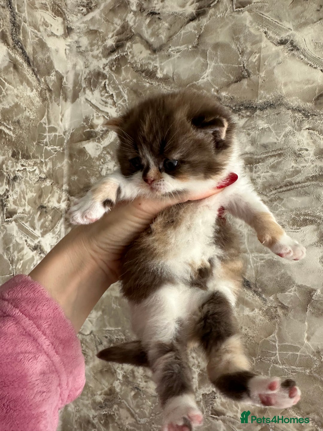 British Shorthair cats for sale: 🍫 🧸Beautiful TICA Registered British Short 🧸🍫 - Image 3