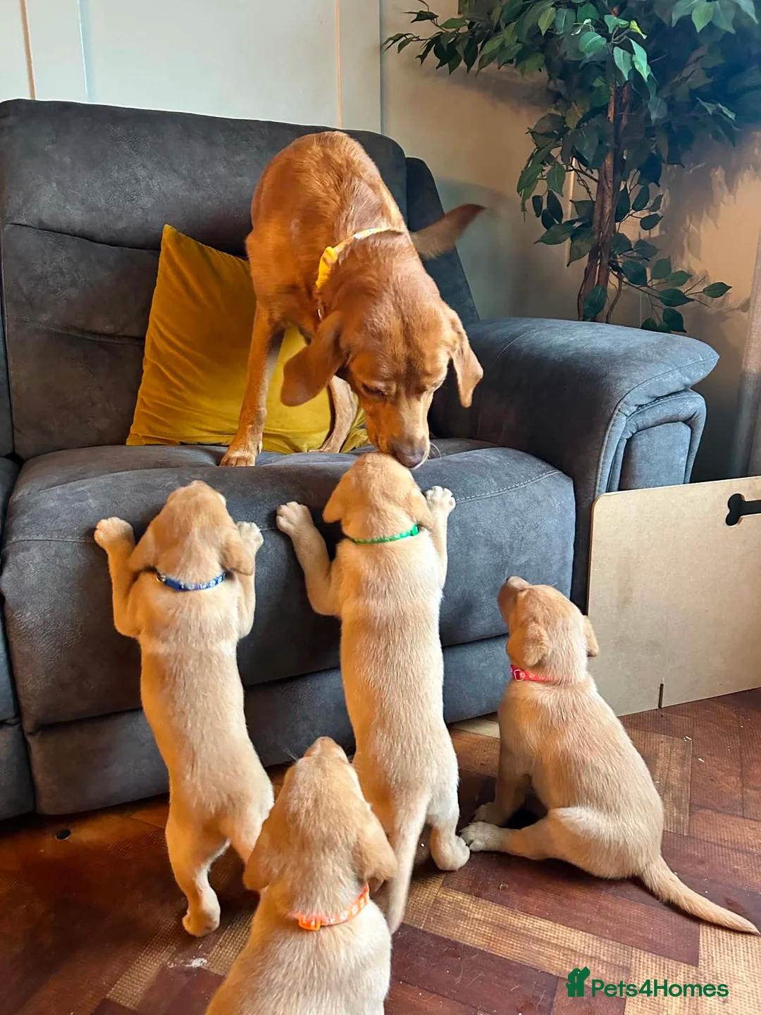 Labrador Retriever dogs for sale: Fox Red Labrador Puppy (Girl) - Advert 2