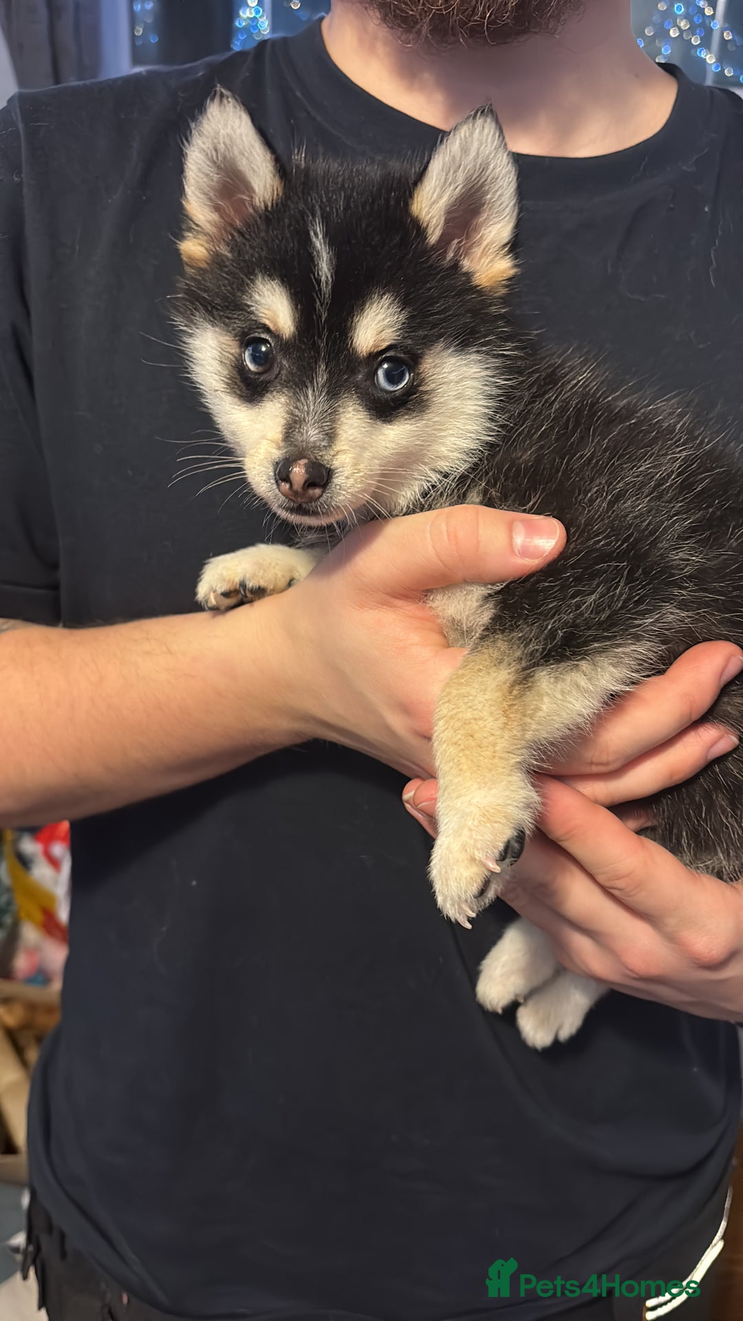 Pomsky dogs for sale: F4 tiny pomsky pups REDUCED need homes now - Advert 2