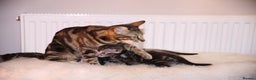 Bengal cats for sale: Adorable Snow / Charcoal Bengal kittens for sale - Advert 12