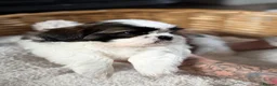 Shih Tzu dogs for sale: 5 purebred adorable fluffy shihtzu’s ready to view - Advert 33