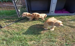 Cocker Spaniel dogs for sale: Male Working Cocker Spaniels - Image 3