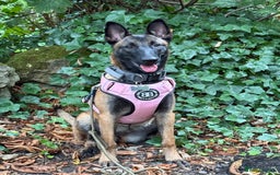 Belgian Shepherd Dog dogs for sale: For Rehome - Image 1