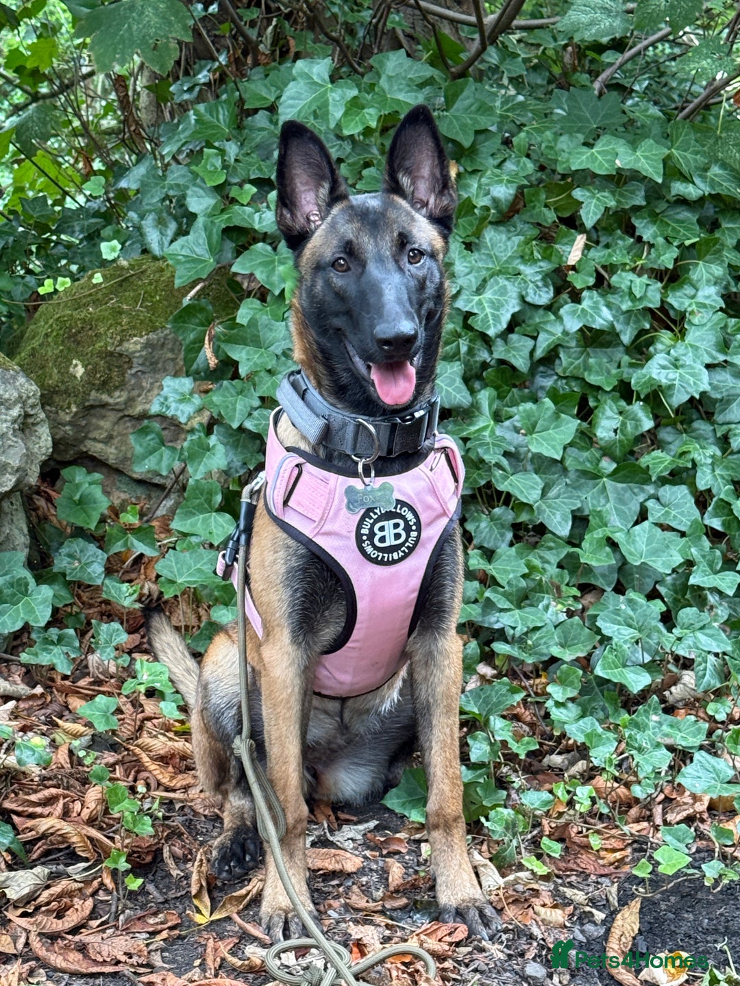Belgian Shepherd Dog dogs for sale: For Rehome - Image 1