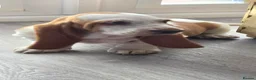 Basset Hound dogs for sale: Basset hound pups kc reg.European lines - Advert 2