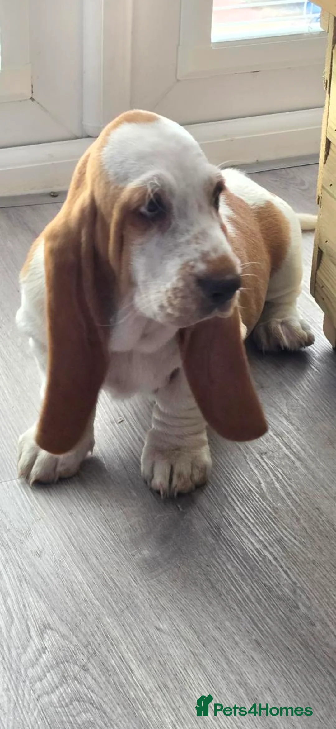 Basset Hound dogs for sale: Basset hound pups kc reg.European lines - Advert 2