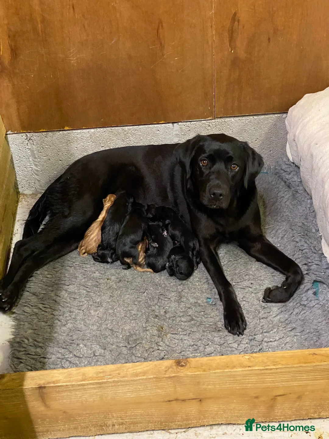 Labrador Retriever dogs for sale: Labrador puppies looking for their new home - Advert 1