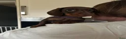 Miniature Dachshund dogs for sale: Beautiful brown short haired miniature dachshunds in Darlington - Advert 5