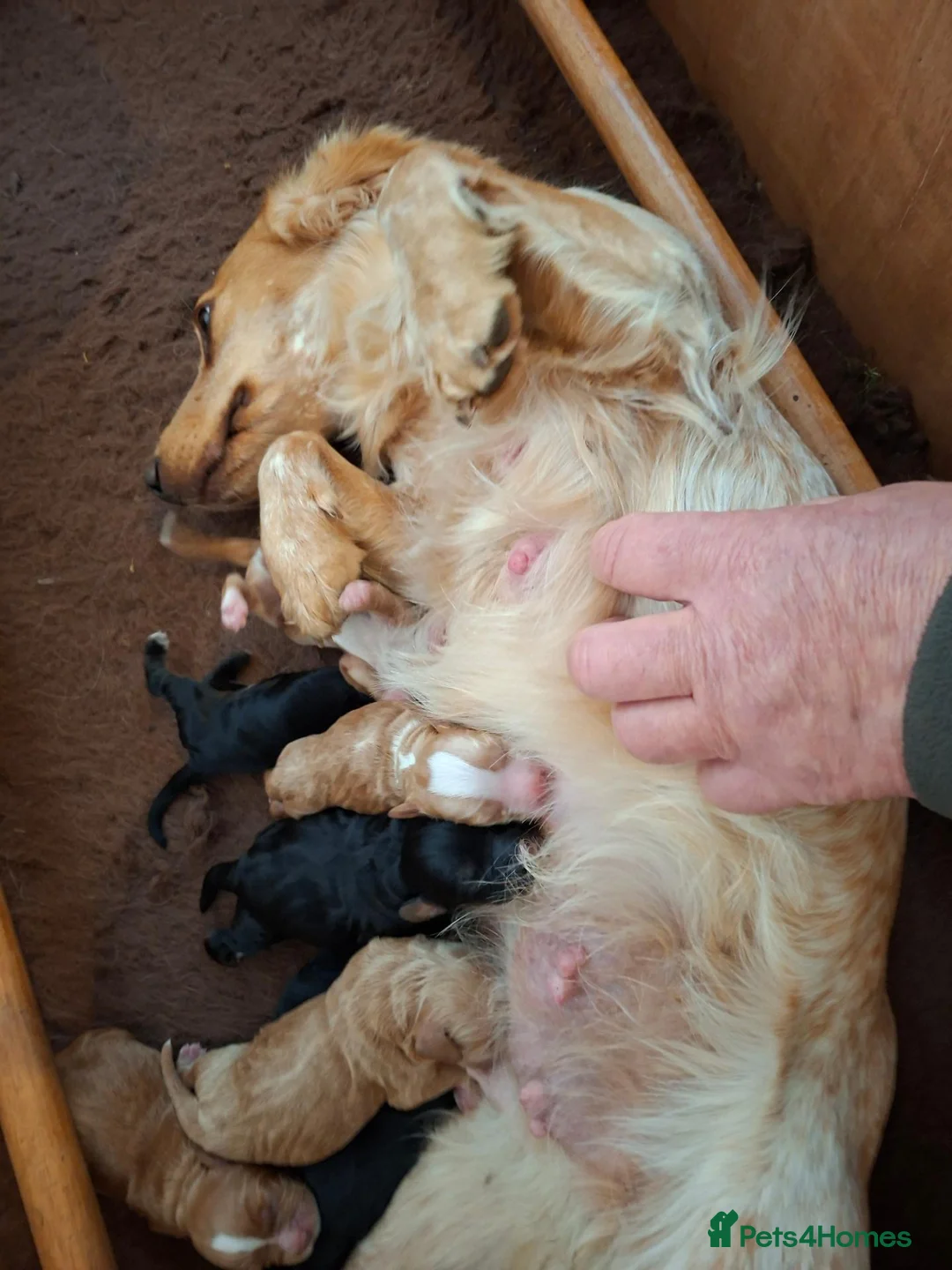 Cockapoo dogs for sale: F1 Cockapoo Pups  - Advert 31