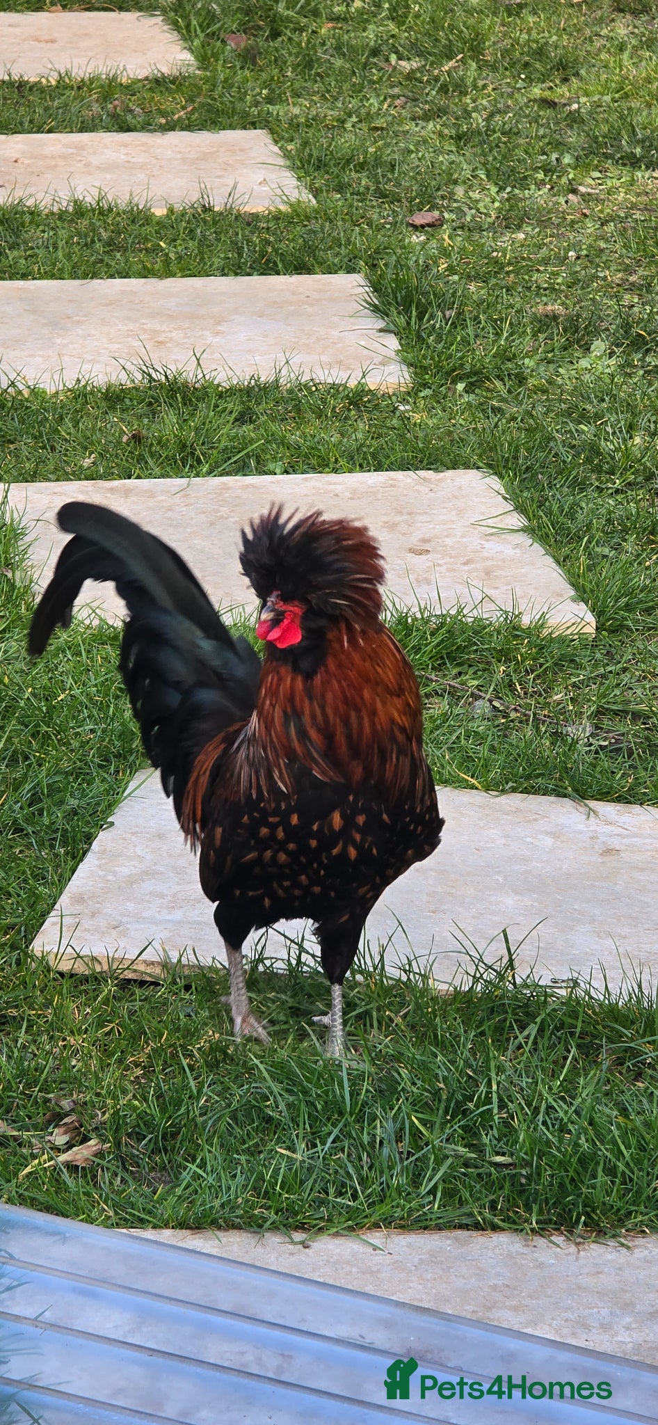 Chickens poultry 2 Polish Roosters Available - Advert 18