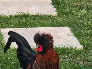 Chickens poultry 2 Polish Roosters Available - Advert 18