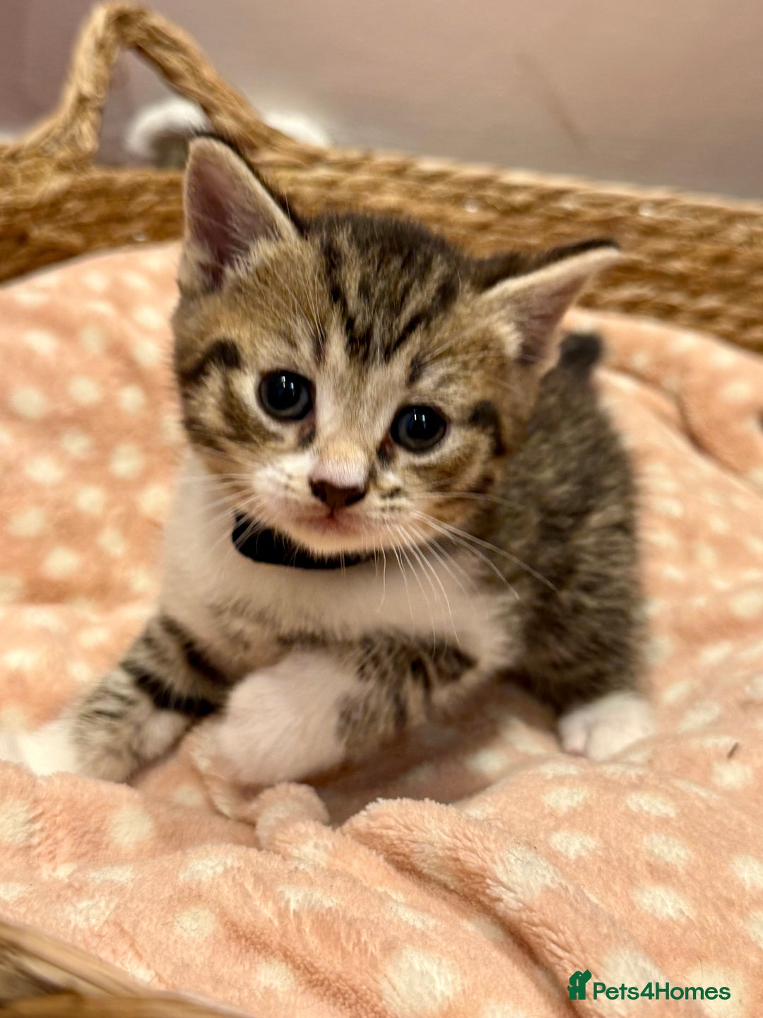 Mixed Breed cats for sale: Beautiful kittens 🐈‍⬛ - Advert 5