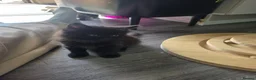 British Longhair cats for sale: Kittens for sale Mother is a British grey  - Advert 4