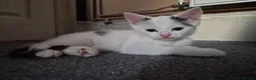 Mixed Breed cats for sale: 3 female kittens READY TO LEAVE NOW in Derby - Advert 2