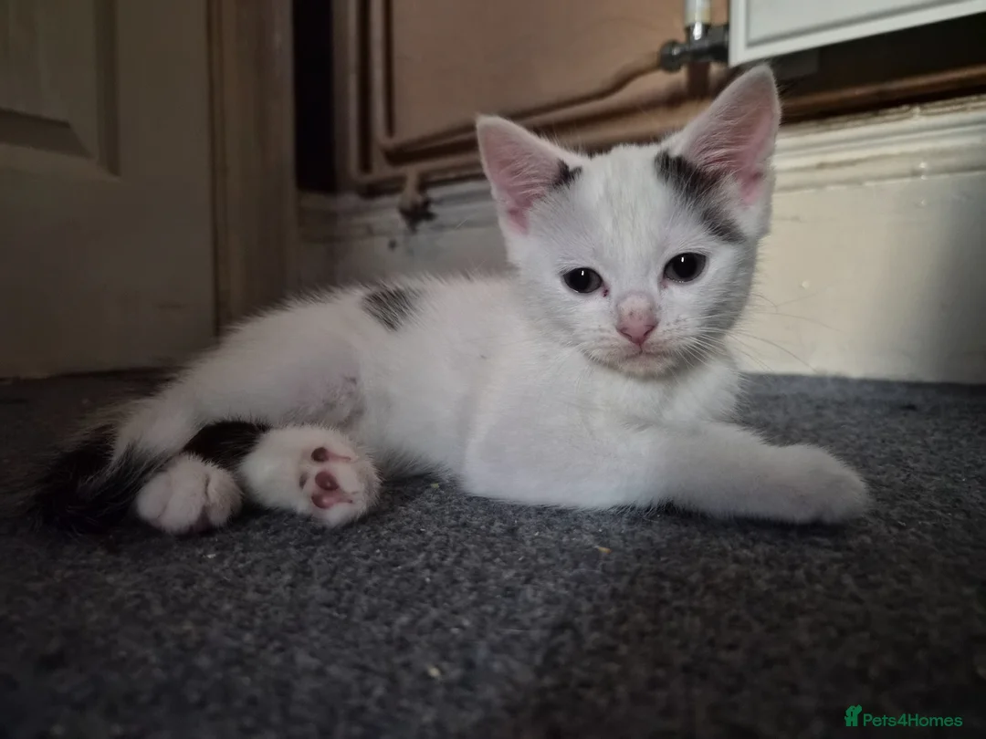 Mixed Breed cats for sale: 3 female kittens READY TO LEAVE NOW in Derby - Advert 2
