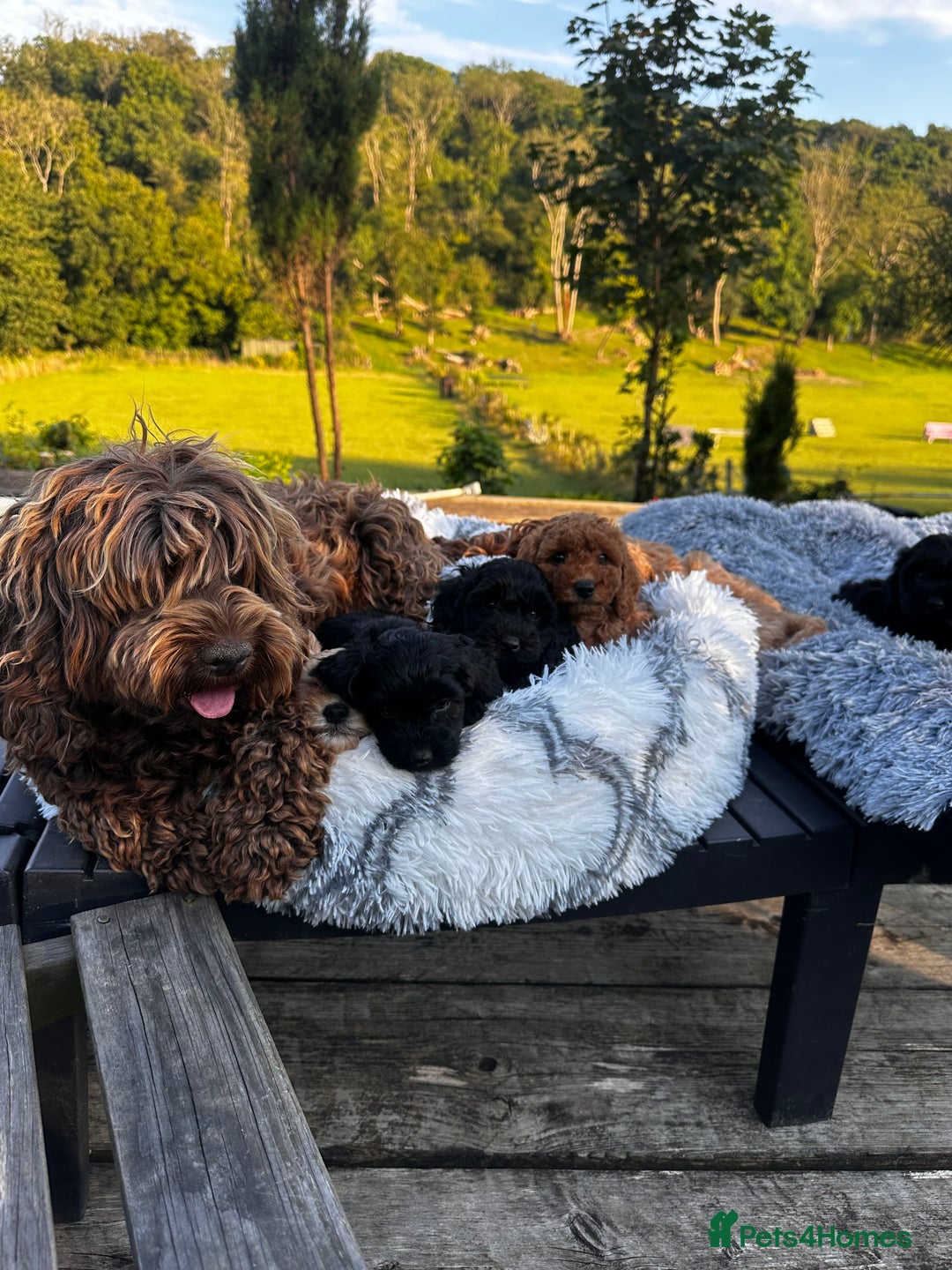 Cockapoo dogs for sale: Lovely litter cockapoo  - Image 7