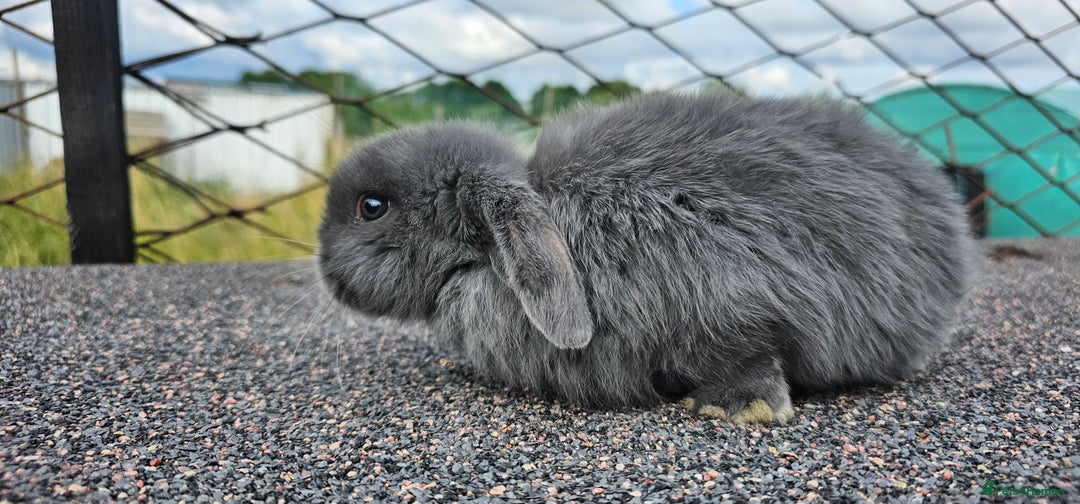 Mini Lop rabbits for sale: Mini lop rabbit  - Image 4