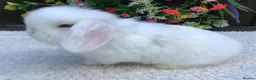 Mini Lop rabbits for sale: Mini lop doe - Advert 4