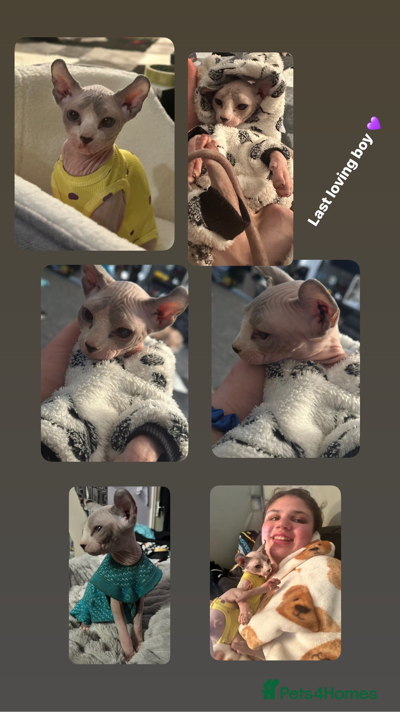 Sphynx cats Our final little prince searching for his new home - Advert 5