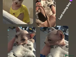 Sphynx cats Our final little prince searching for his new home - Advert 5