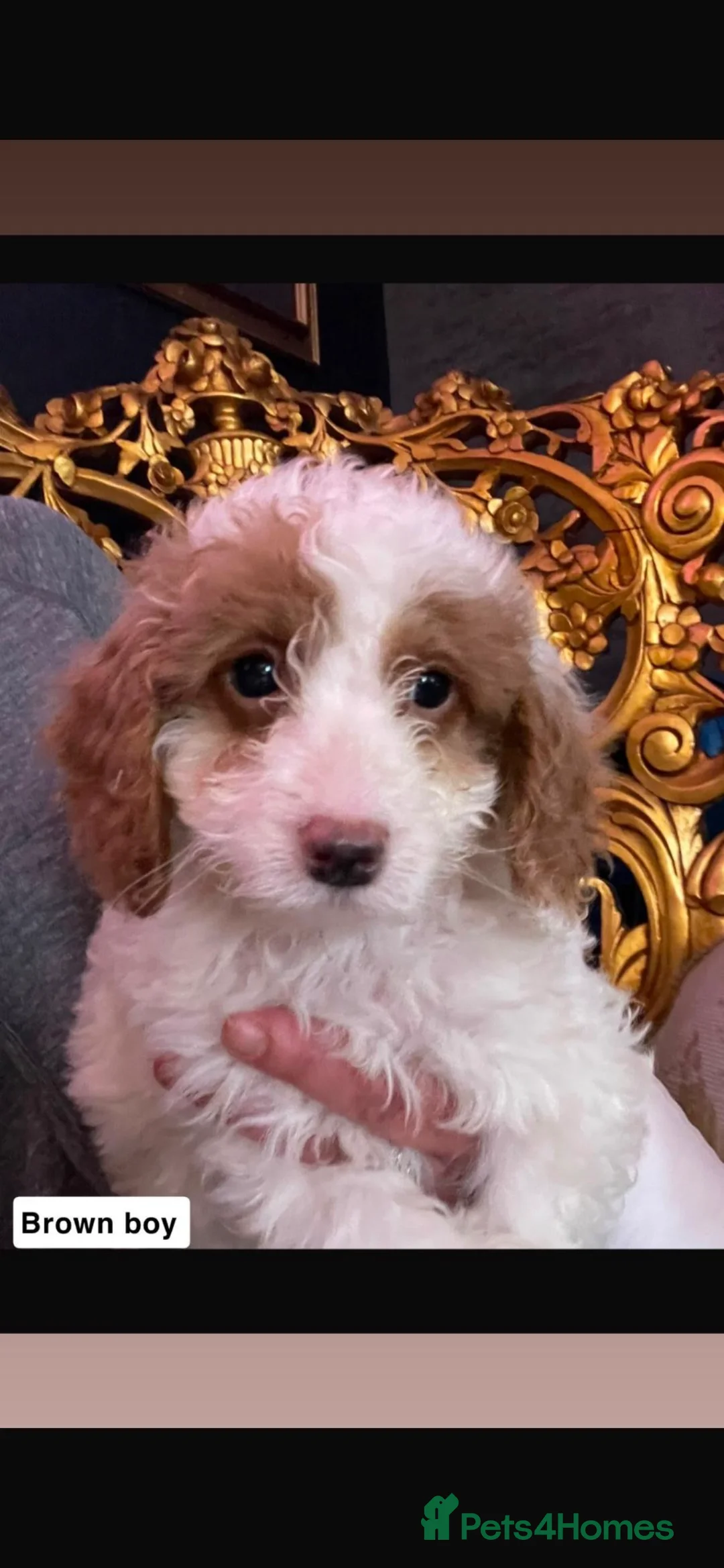 Cavapoo dogs for sale: F1b cavapoos - Advert 10