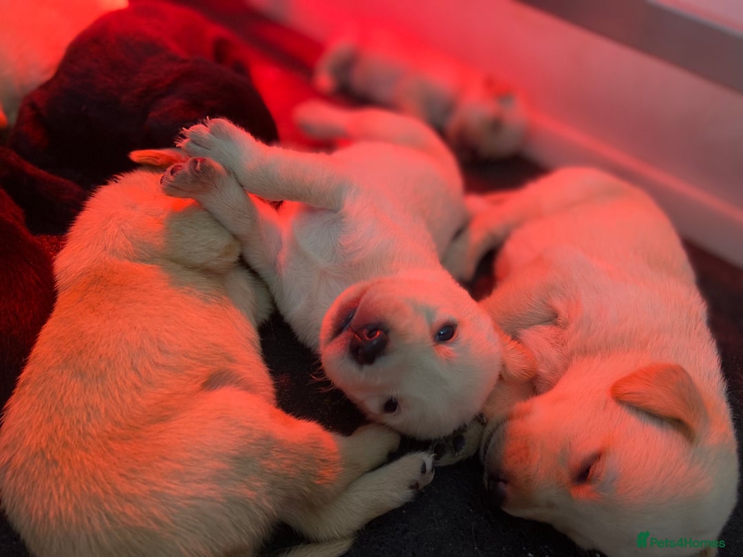 Labrador Retriever dogs for sale: Labrador pups  - Image 9
