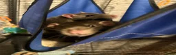 Rat rodents for sale: 2 gorgeous boys need new homes ASAP in Wickford - Advert 3