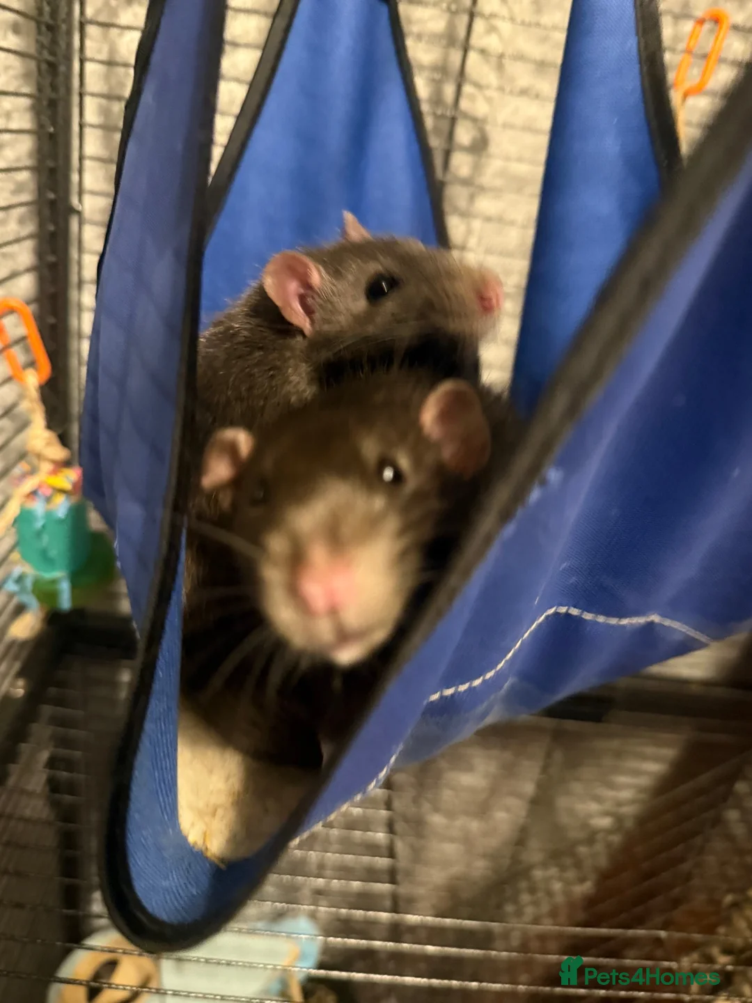 Rat rodents for sale: 2 gorgeous boys need new homes ASAP in Wickford - Advert 3