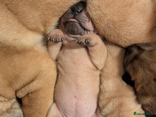 Shar Pei dogs ONLY 1 LEFT! Beautiful Champion Shar Pei Puppies! - Advert 14