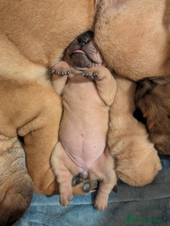 Shar Pei dogs ONLY 1 LEFT! Beautiful Champion Shar Pei Puppies! - Advert 8