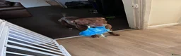 Staffordshire Bull Terrier dogs for sale: 2 1/2 year old male Staff in Witney - Advert 8