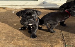 Cane Corso dogs for sale: Pure cane corso puppies  - Advert 8