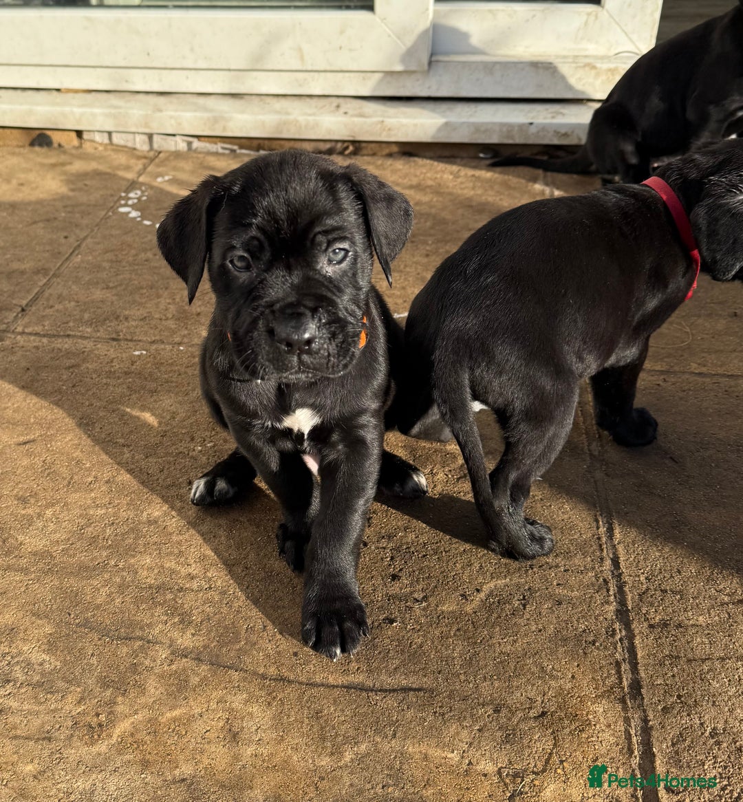Cane Corso dogs for sale: Pure cane corso puppies  - Advert 8