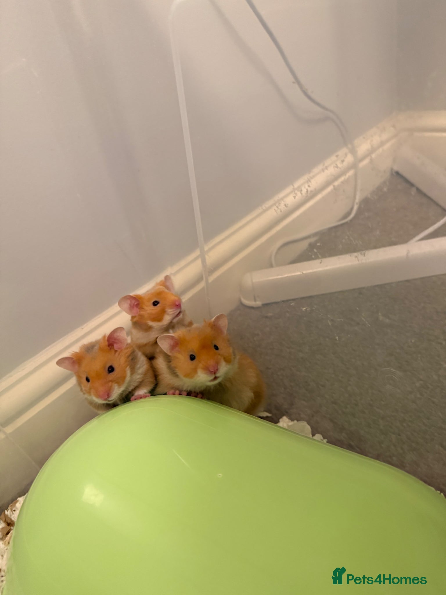 Hamster rodents Tame pedigree Syrian hamster males - Advert 1