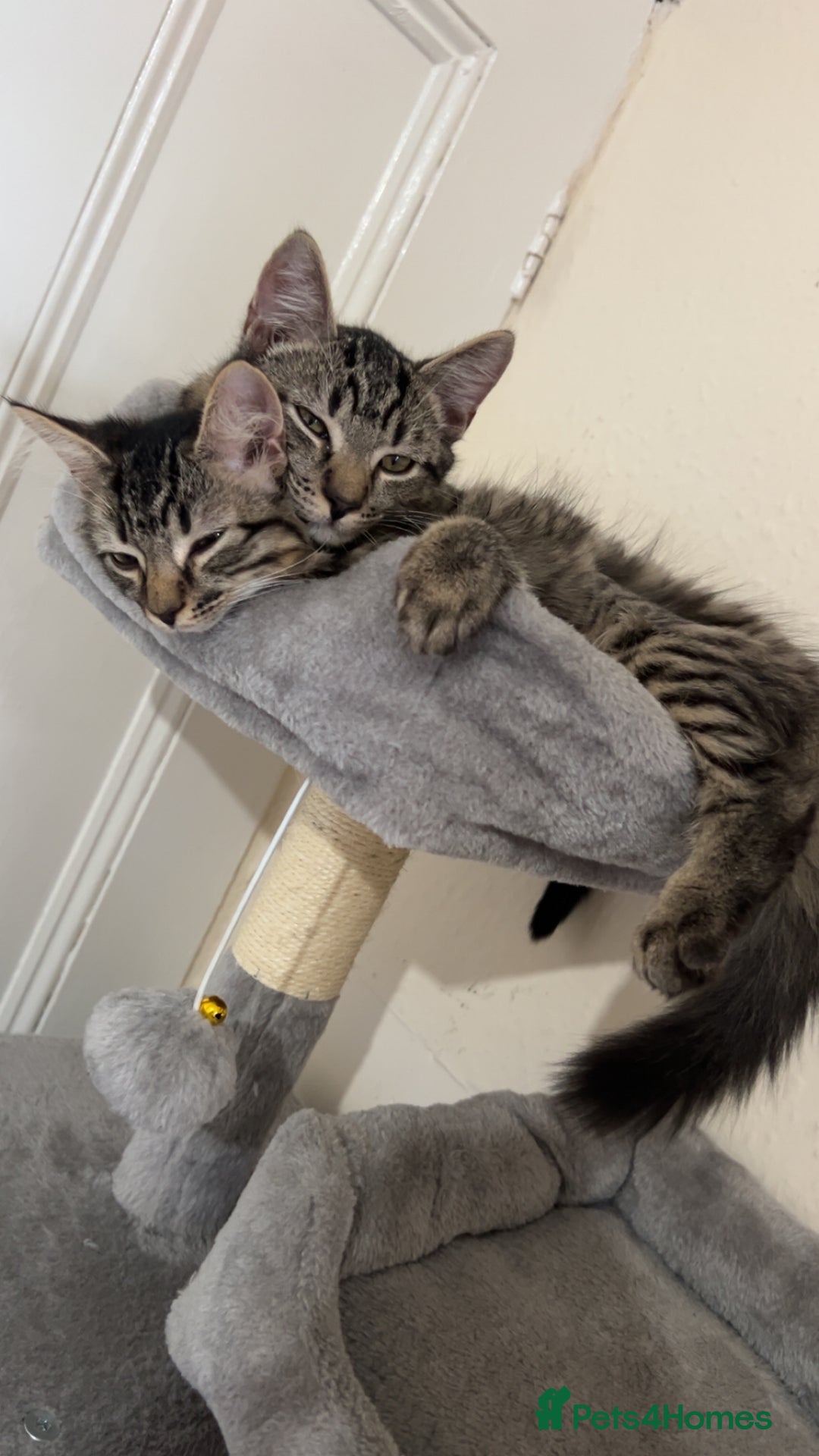 British Longhair cats for sale: 2 kittens looking for a new home  - Advert 6