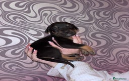 Mixed Breed dogs for sale: Puppy’s available  - Image 8