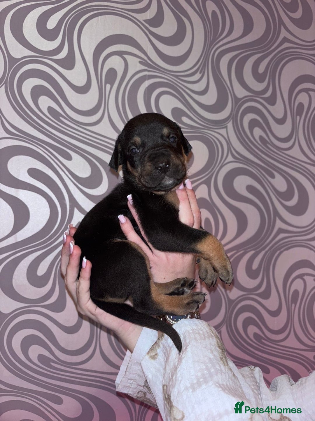 Mixed Breed dogs for sale: Puppy’s available  - Image 8