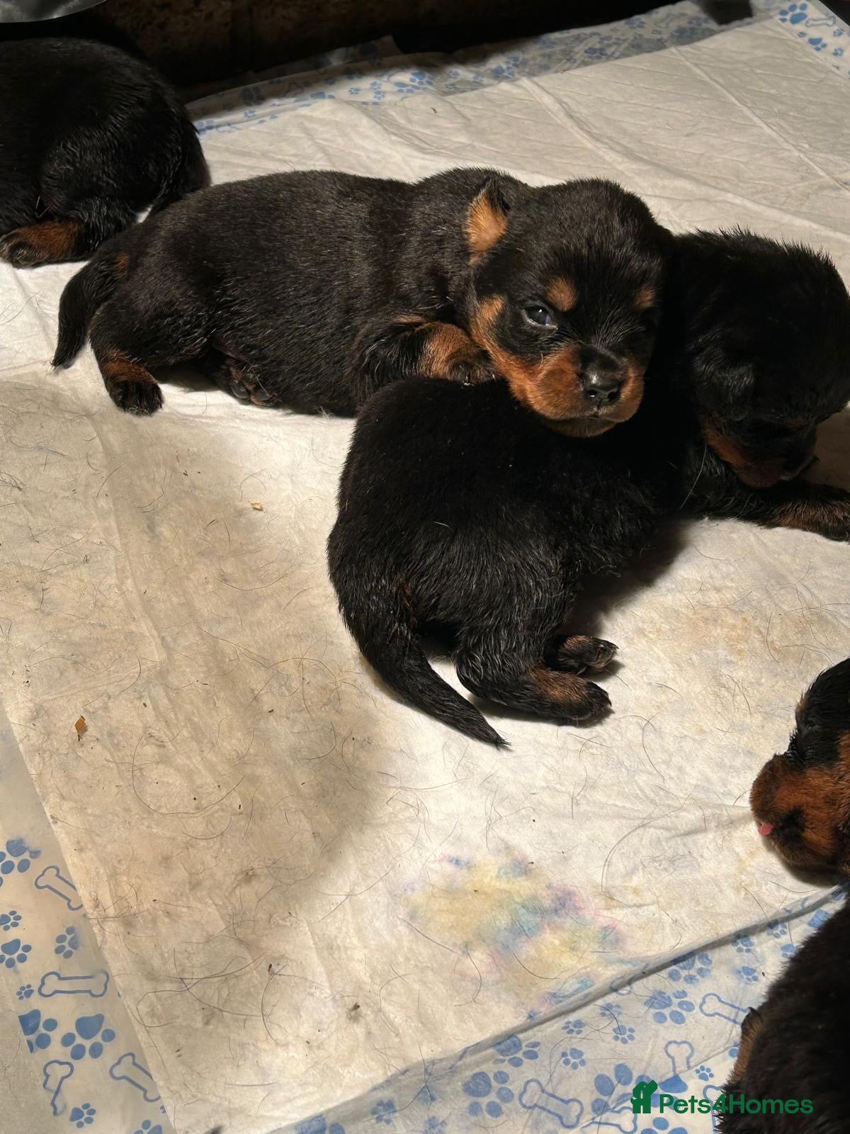 Rottweiler dogs Rottwiler puppies - Advert 1