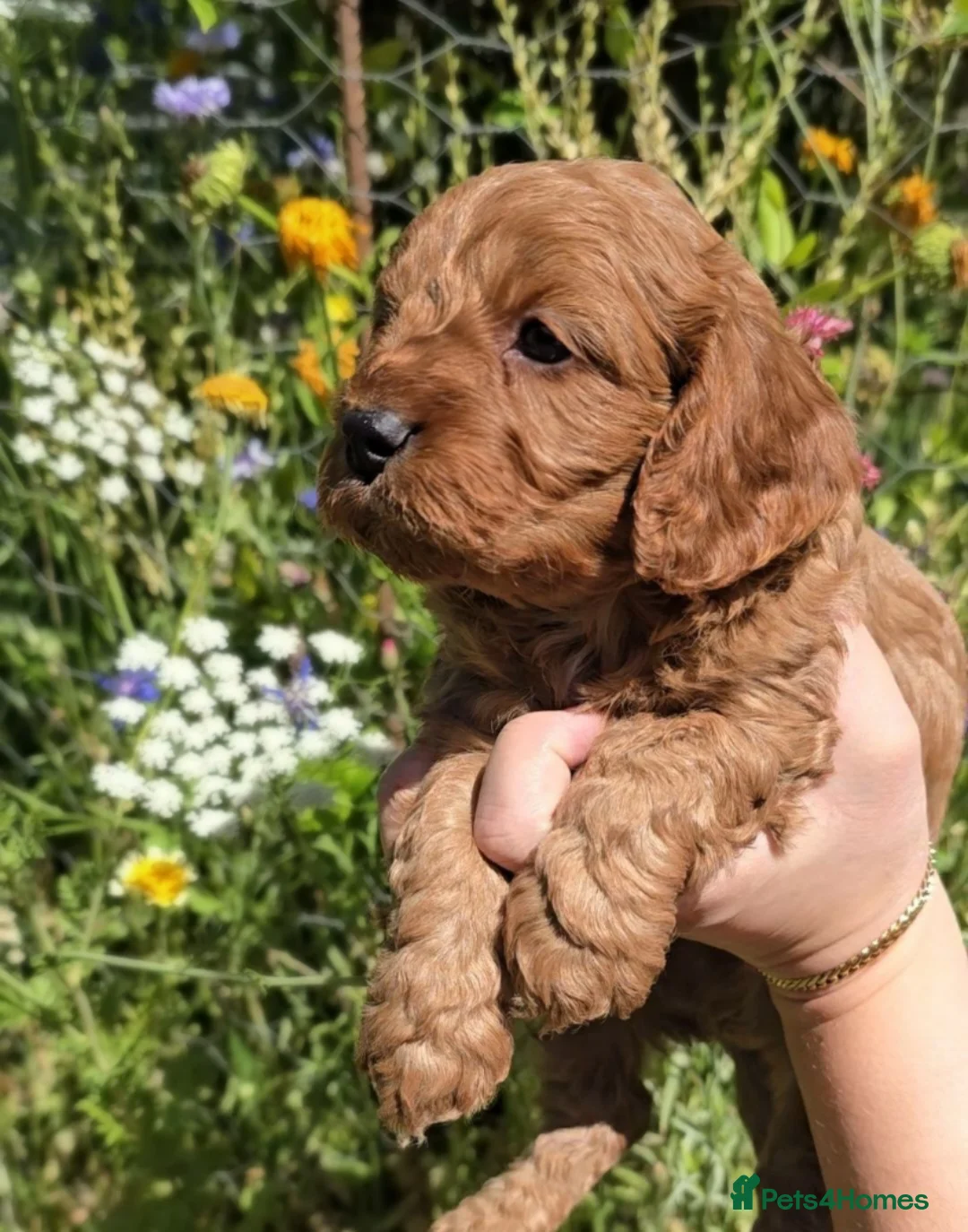 Cavapoo dogs for sale: Stunning Ruby Red Toy Cavapoo Puppies  - Advert 39