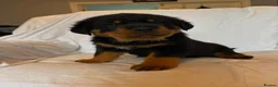 Rottweiler dogs for sale: 4 Beautiful Male Rottweiler Puppies  - Advert 6
